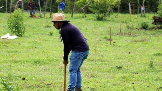 Este año, MiAmbiente&nbsp;en Chiriquí, trabajará con las modalidades de enriquecimiento de áreas de protección a fuentes de agua, sistema silvopastoril y plantación.