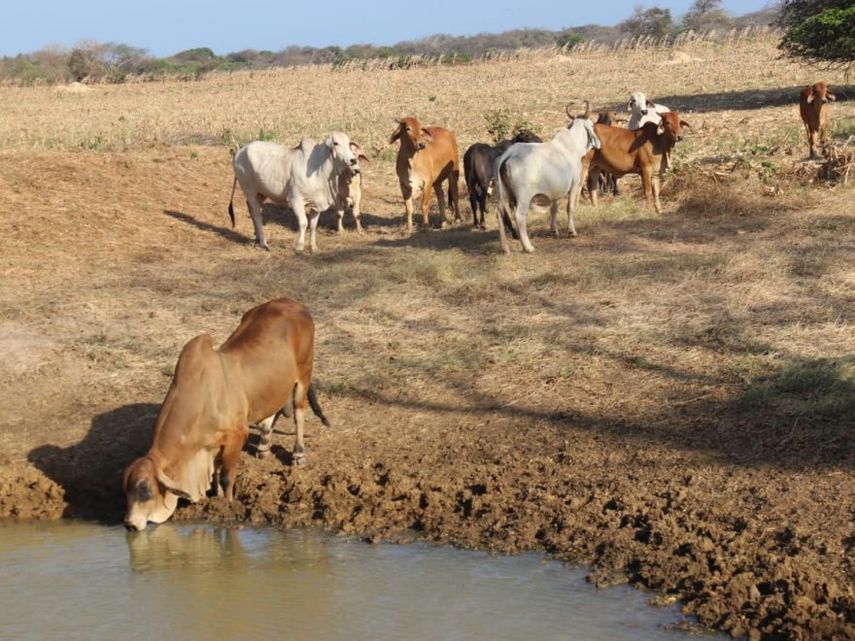 Panamá declara brote de gusano barrenador en Darién.