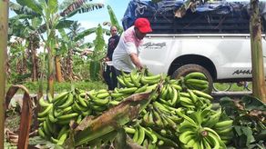Barú es una de las zonas en Chiriquí que registra la mayor producción cantidad de productores de plátano, cerca del 60% es cultivado en esta región.