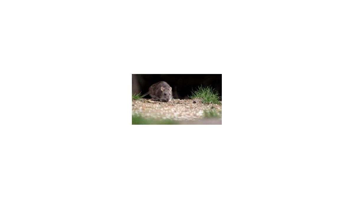 El MInsa aclaró que en Panamá solo circula variante Choclo del hantavirus. El MInsa aclaró que en Panamá solo circula variante Choclo del hantavirus.