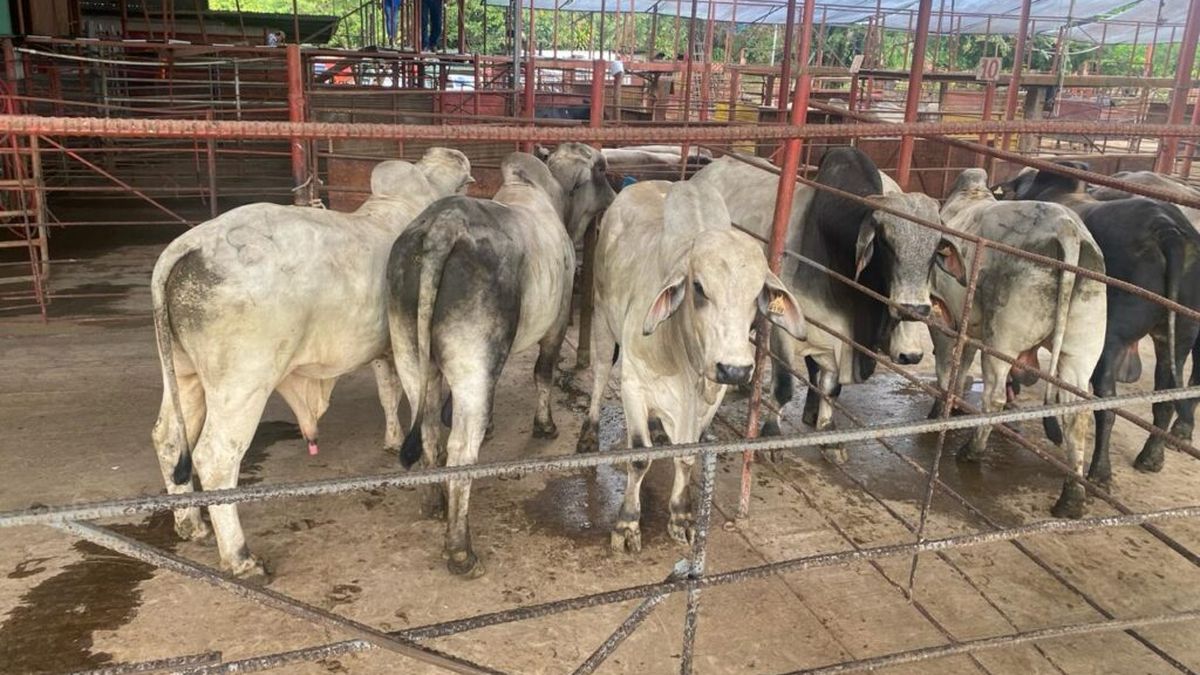 Panamá registra nueve casos de gusano barrenador en humanos a la fecha