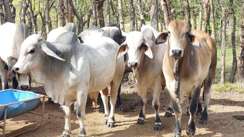 MIDA intensifica medidas para enfrentar El Niño con abrevaderos, pozos y sistemas de riego