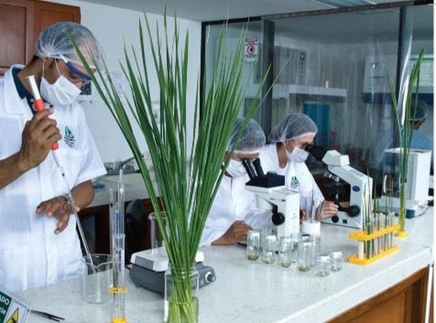 Arroceros panameños buscan duplicar su cosecha apostando por semillas de alto rendimiento