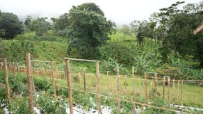 Corredor Altitudinal de Gualaca