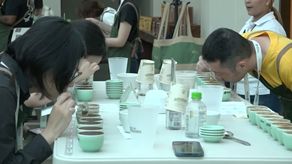 La cata internacional de Best of Panama comenzó con la mesa de varietales, para hoy miércoles estarán los Geishas Naturales, el jueves los Geishas Lavados, el viernes es la final de los Varietales y el sábado será la final de los Geishas.