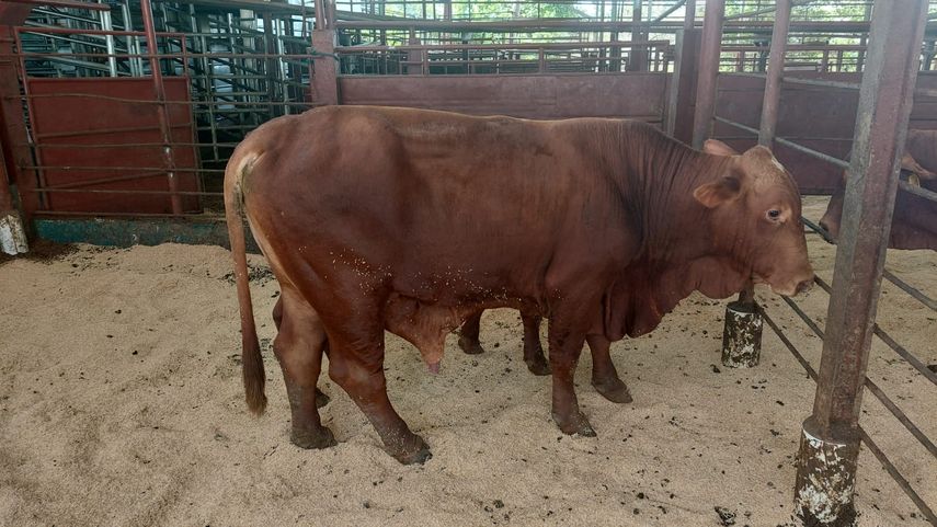 Entregan sementales de alta genética a productores