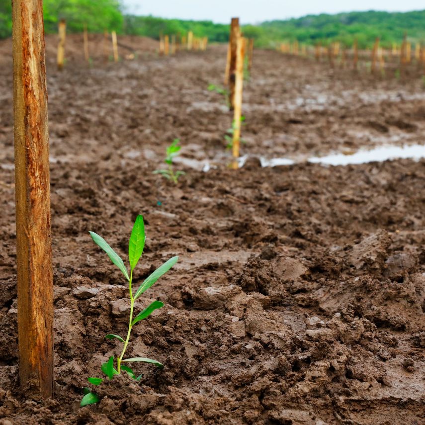 Añade la información enviada por MiAMBIENTE que en menos de una década Panamá gano 6,480 hectáreas de manglares. Añade la información enviada por MiAMBIENTE que en menos de una década Panamá gano 6,480 hectáreas de manglares.