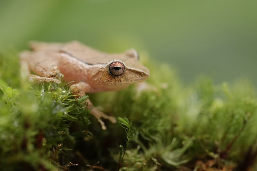 Panamá presentó este viernes la segunda Contribución Determinada a Nivel Nacional (CDn2), en la que expone sus ambiciosos compromisos climáticos, convirtiéndose en el primer país de la región en exhibir este informe. Panamá presentó este viernes la segunda Contribución Determinada a Nivel Nacional (CDn2), en la que expone sus ambiciosos compromisos climáticos, convirtiéndose en el primer país de la región en exhibir este informe.