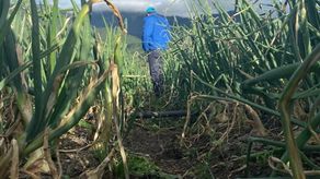 Los productores del agro de Tierras Altas manifestaron la necesidad de la mejora de cultivos a las autoridades del sector agropecuario.