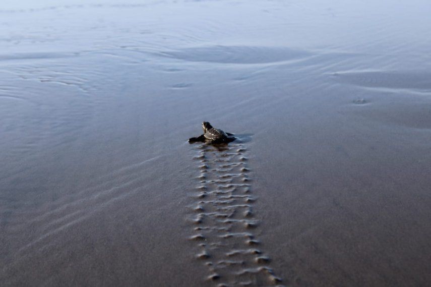 Liberan más de 31 mil neonatos de tortugas en playa La Barqueta
