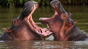 Colombia ya no sabe qué hacer con los hipopótamos de Pablo Escobar