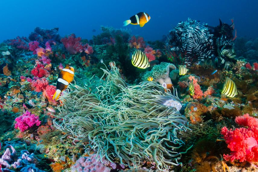 Panamá y Canadá han presentado este martes en la tercera Cumbre de los Océanos en Niza (Francia) la Coalición de Alta Ambición para un Océano Silencioso, iniciativa a la que se han adherido 35 países. Panamá y Canadá han presentado este martes en la tercera Cumbre de los Océanos en Niza (Francia) la Coalición de Alta Ambición para un Océano Silencioso, iniciativa a la que se han adherido 35 países.