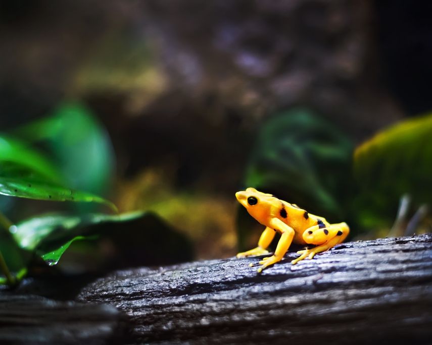 Parque Summit presenta exhibición especial sobre ranas en peligro de extinción