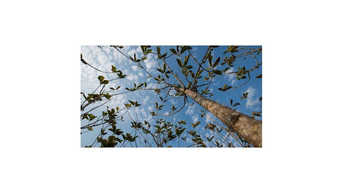 Colombia: Deforestación, reto ambiental para nuevo gobierno