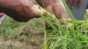 Productores de arroz y granos rechazan mecanismo factoring