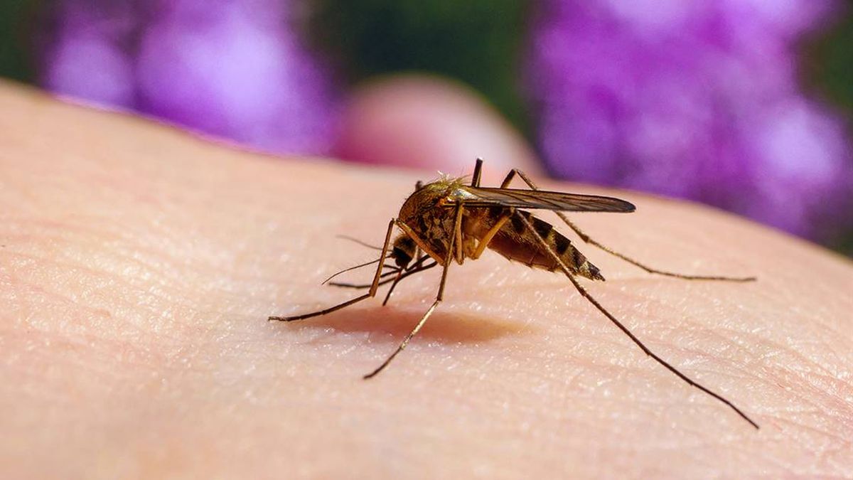 Guatemala registra casi 100 muertos por brote de dengue