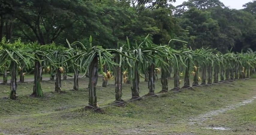 El cultivo de pitahaya es declarado como prioritario y de importancia en Panamá.