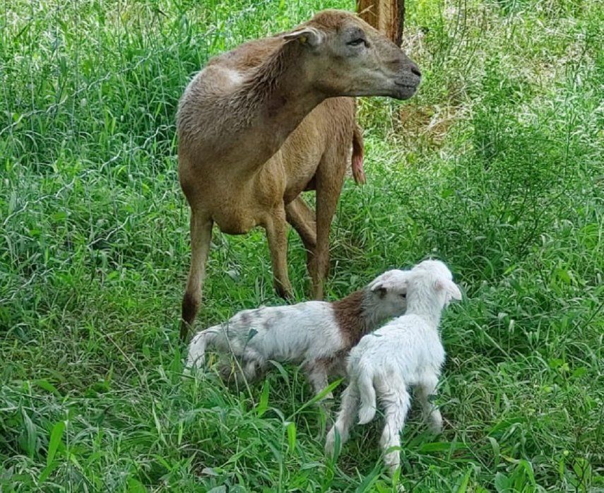 Las autoridades agropecuarias recorrieron el área de producción ovina de diversas razas puras.