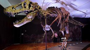 Un dinosaurio T-Rex a subasta en Nueva York podría alcanzar USD 8 millones