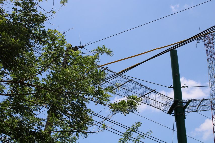 MiAmbiente trabaja en guía para la implementación de pasos de fauna en las vías