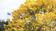 Centroamérica despide el verano con un espectáculo natural a través del estallido de las flores amarillas de los guayacanes y rosas de los robles de sabana, unos árboles con gran impacto social en la región que florecen durante estos meses para dar paso a la época lluviosa, pero sin escapar de los estragos de la crisis climática. Centroamérica despide el verano con un espectáculo natural a través del estallido de las flores amarillas de los guayacanes y rosas de los robles de sabana, unos árboles con gran impacto social en la región que florecen durante estos meses para dar paso a la época lluviosa, pero sin escapar de los estragos de la crisis climática.