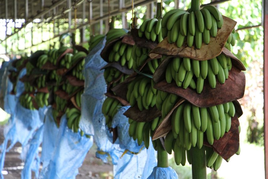 Panam Exportar Millones De Cajas De Banano En