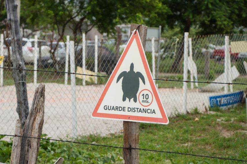 Instan a la protección de las tortugas marinas, lanzan campaña en Chame