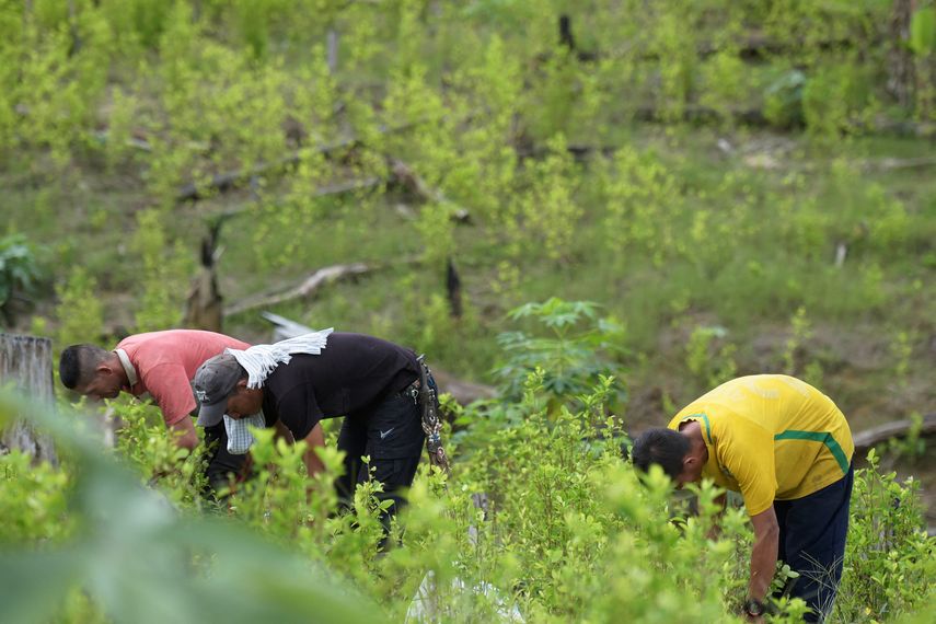 Colombia buscará que hoja de coca no sea sustancia prohibida.