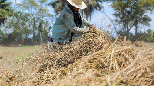 Productores inician cosecha de frijol para ofertar al IMA