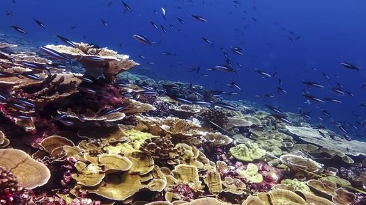 El 50 % de los arrecifes de corales de todo el mundo sufrieron un proceso de blanqueamiento significativo entre los años 2014 y 2017 a causa de ola de calor global, y ahora se enfrentan a una crisis peor, dijo este martes el Instituto Smithsonian de Investigaciones Tropicales (STRI), con sede en Panamá. El 50 % de los arrecifes de corales de todo el mundo sufrieron un proceso de blanqueamiento significativo entre los años 2014 y 2017 a causa de ola de calor global, y ahora se enfrentan a una crisis peor, dijo este martes el Instituto Smithsonian de Investigaciones Tropicales (STRI), con sede en Panamá.