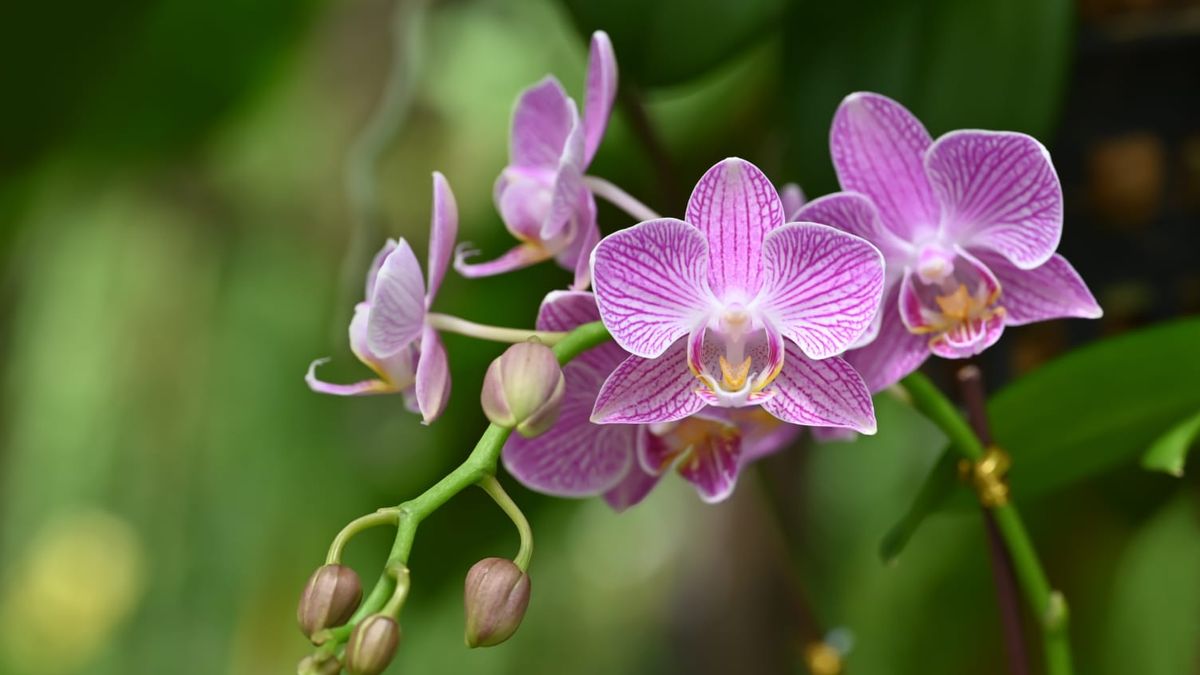 Orquídeas, el tesoro natural que Panamá convierte en oportunidad económica