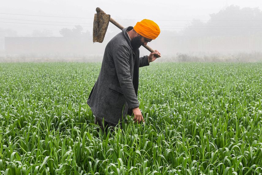 Los objetivos de erradicar el hambre y reducir las emisiones de gases de efecto invernadero en la agricultura no se alcanzarán en 2030 si ésta no "se vuelve más eficiente", afirman en un informe la Agencia de la ONU para la Alimentación (FAO) y la OCDE. 