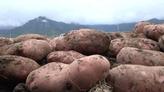 En la actividad educativa y técnica participan más de 300 productores de diversas regiones de la provincia de Chiriquí.