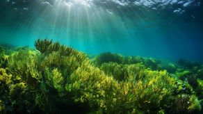 Proyecto de mapeo busca proteger ecosistemas de pastos marinos en Panamá