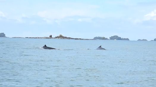 Cientos de turistas se dan cita año tras año en Chiriquí para el avistamiento de ballenas en esta época.