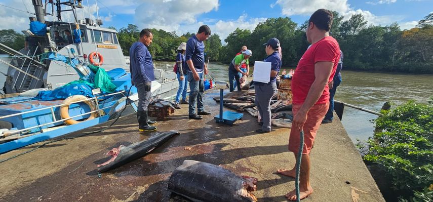 MiAMBIENTE entrega cifras de pesca ilegal incautada