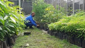 El Programa Nacional de Restauración de MiAmbiente tiene como meta lograr reforestar en estos cinco años más de 50 mil hectáreas.