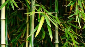 Panamá apuesta por el bambú como motor de la economía circular y mitigación climática