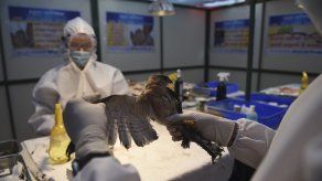 La gripe aviar, es una enfermedad infecciosa que principalmente afecta a las aves y que es causada por un virus de la familia Orthomyxoviridae. AFP