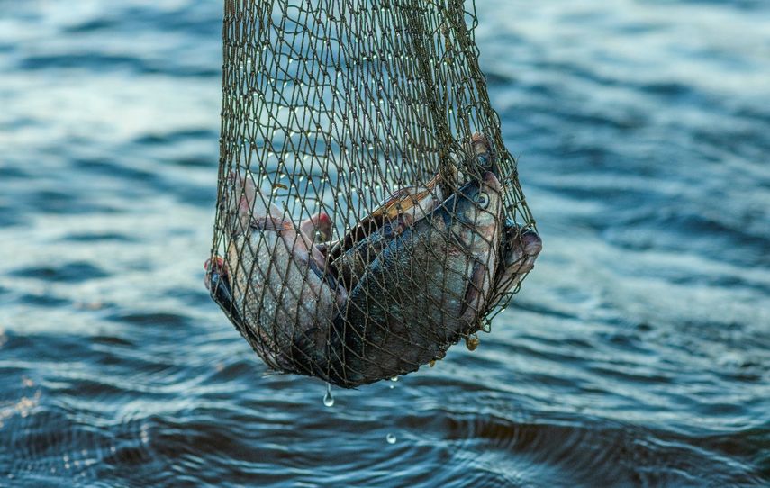 Capturan y abren procesos a 16 barcos por pesca ilegal en un área protegida de Panamá. Capturan y abren procesos a 16 barcos por pesca ilegal en un área protegida de Panamá.