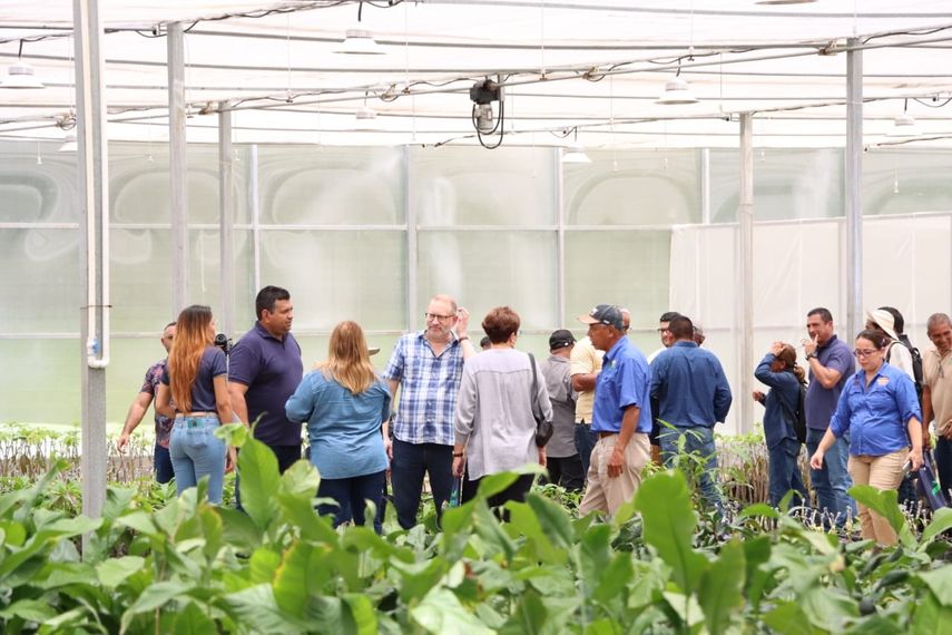 Cultivo de café Robusta en Panamá Oeste, camina hacia su evolución