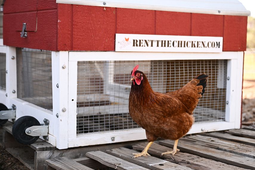 Alquiler de gallinas se populariza en EEUU por alza del precio de los huevos
