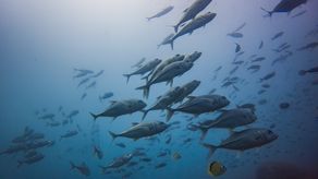 Panamá toma delantera en gestión de conflictos entre humanos y fauna silvestre