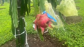 Los alcances de esta plantación de pitahaya se dieron a conocer a través de un día de campo realizado por funcionarios del Ministerio de Desarrollo Agropecuario (MIDA) de Chiriquí.