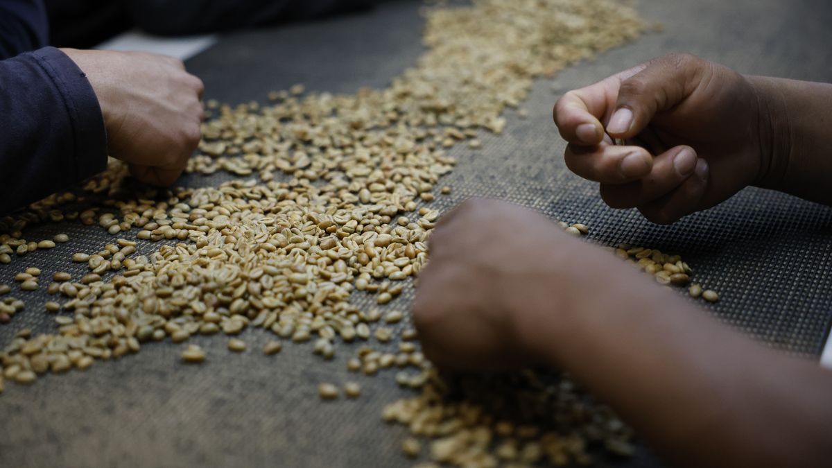 El Consejo de Gabinete aprobó el decreto N. 4-26 que autoriza a la Comisión de Licencias de Contingentes Arancelarios ad hoc, realizar una convocatoria para la importación al país de un contingente arancelario por desabastecimiento de café oro por la cantidad de 90,000 quintales. El Consejo de Gabinete aprobó el decreto N. 4-26 que autoriza a la Comisión de Licencias de Contingentes Arancelarios ad hoc, realizar una convocatoria para la importación al país de un contingente arancelario por desabastecimiento de café oro por la cantidad de 90,000 quintales.