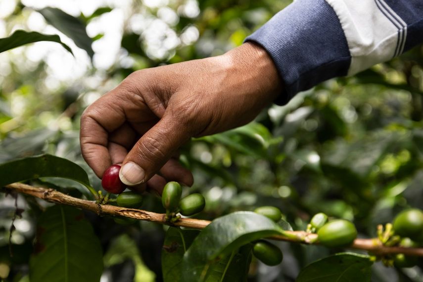 Se espera que a partir de diciembre próximo el Minsa atienda entre mil 500 y mil 700 personas que migran a este sector para participar en la recolección de café.