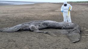 MiAmbiente atiende varamiento de ballena jorobada en Los Santos