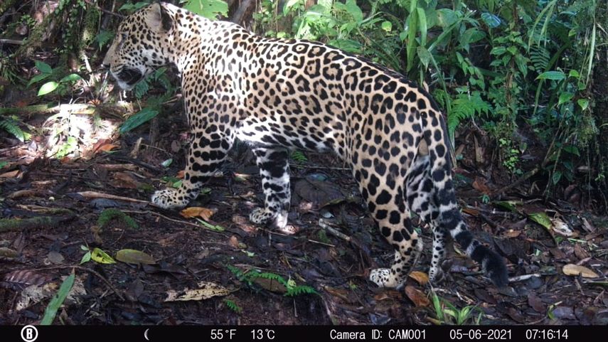 Se sientan las bases para la protección del felino más grande del país. Actualmente Fundación Yaguará Panamá da seguimiento vía GPS a cuatro jaguares (tres hembras y un macho), informó el Ministerio de Ambiente (MiAmbiente).
