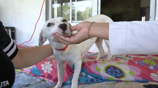 La agrupación Ángeles con colita de Chiriquí señaló que también es importante que las personas estén anuentes a no maltratar a un perrito que llegue desorientado a sus casas.