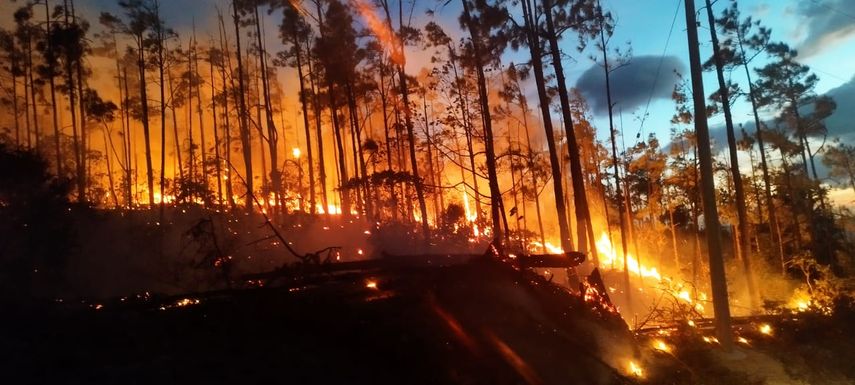 Incendio en Reserva Forestal La Yeguada es atendido